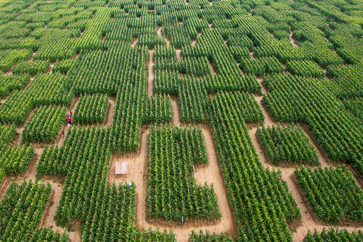 Pop corn labyrinthe rennes aerien