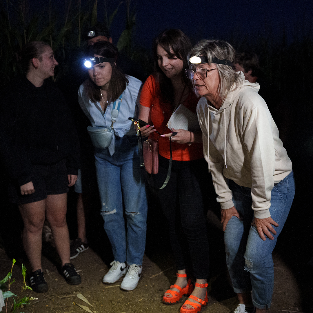 Gros plan cornmurderpartynuit pop corn labyrinthe