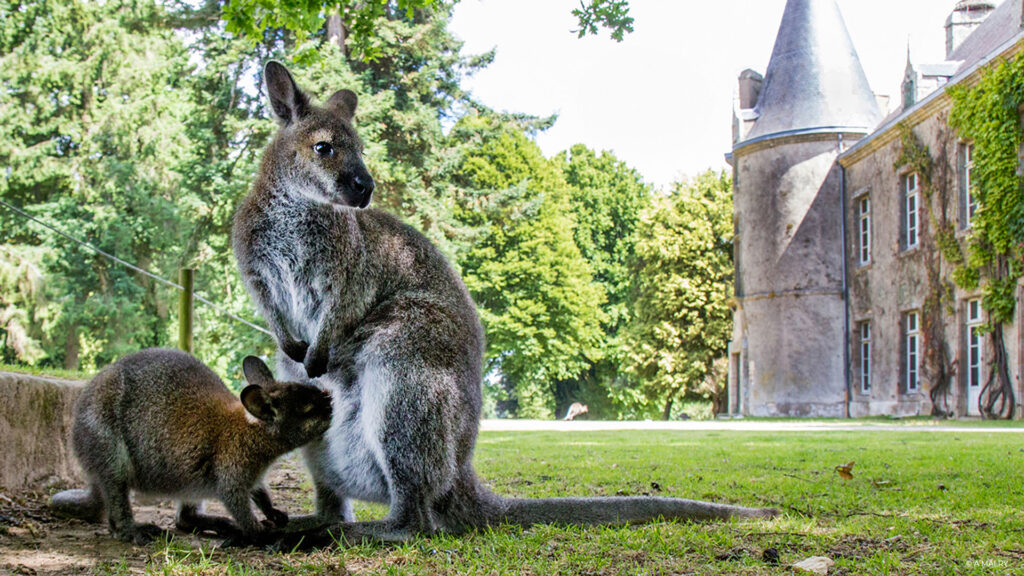 Branféré wallabies a malry