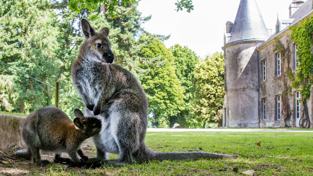 Branféré wallabies a malry